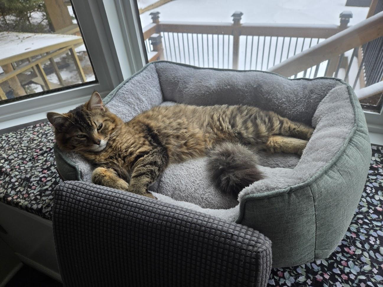 Enlarge Leo, a ADOPTABLE Tabby in Brantford, ON image 6/6