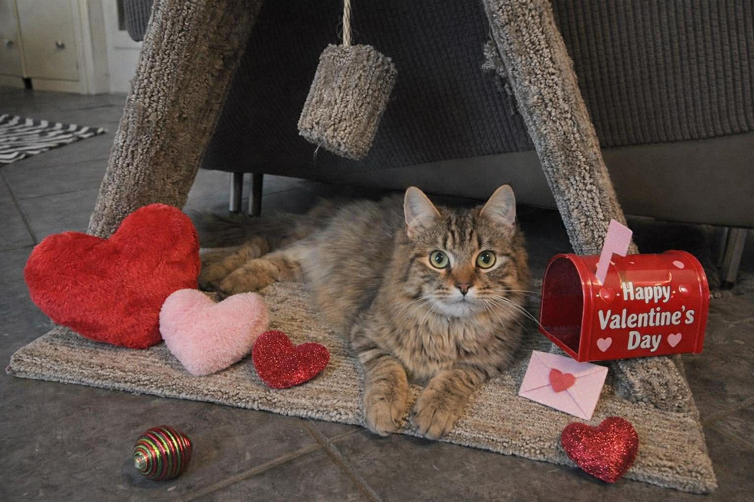 Enlarge Leo, a ADOPTABLE Tabby in Brantford, ON image 1/6