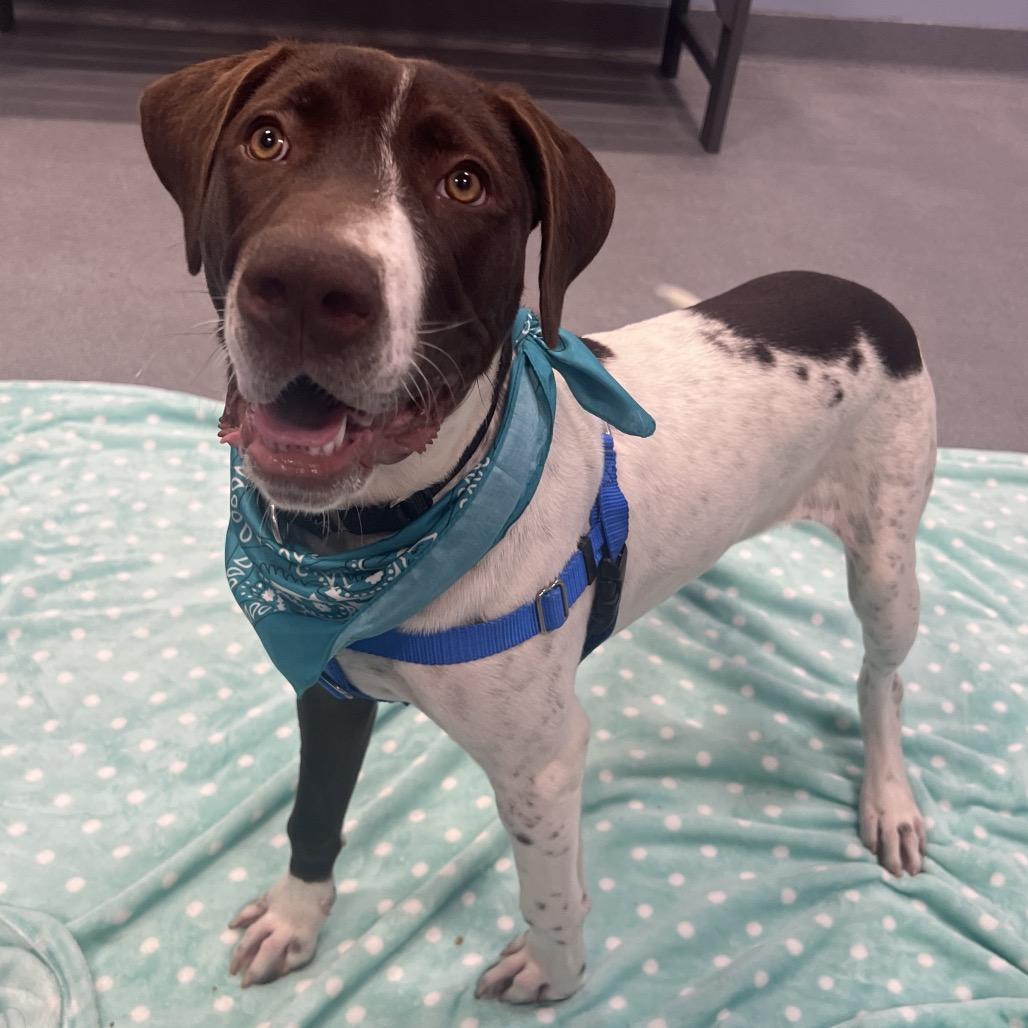 Taz, Adoptable, Young Male Mixed Breed.