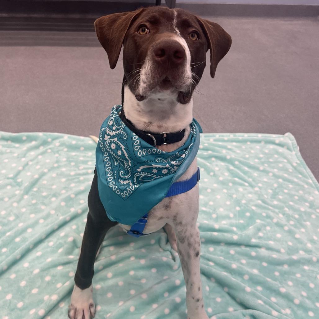 Enlarge Taz, a Adoptable Mixed Breed in Canal Winchester, OH image 2/5