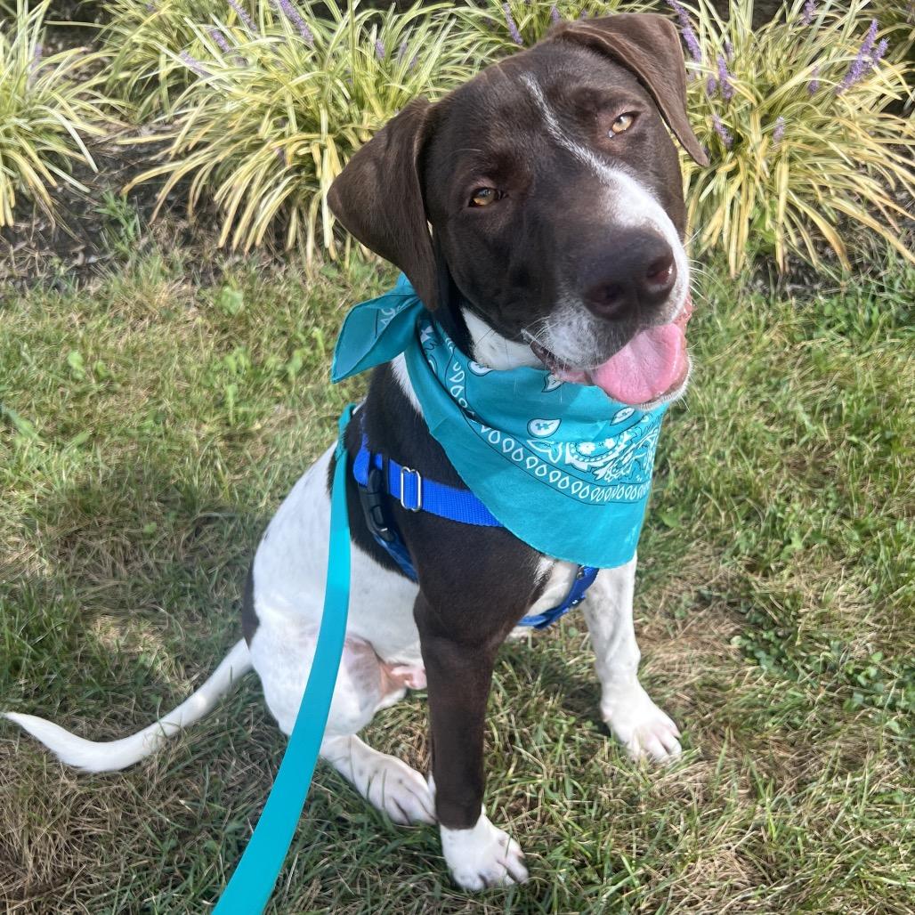 Enlarge Taz, a Adoptable Mixed Breed in Canal Winchester, OH image 3/5