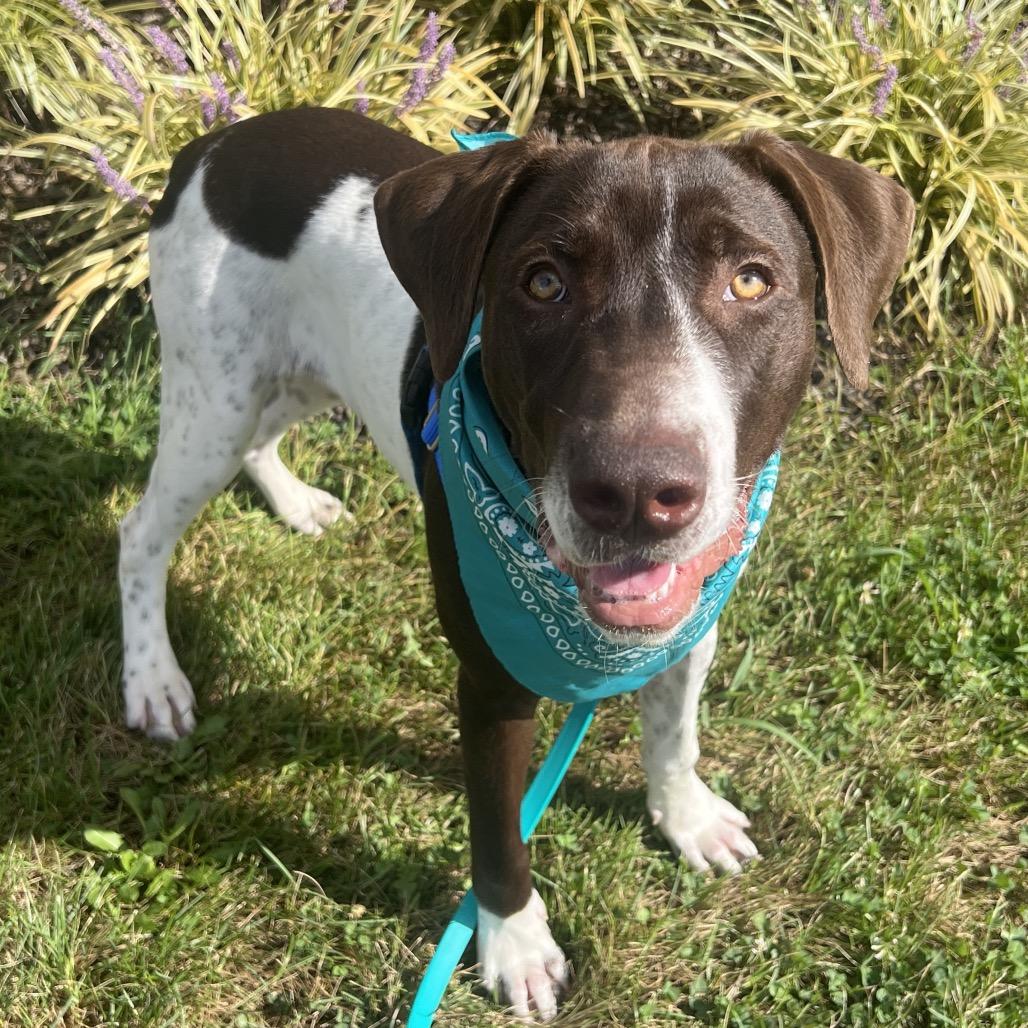 Enlarge Taz, a Adoptable Mixed Breed in Canal Winchester, OH image 4/5