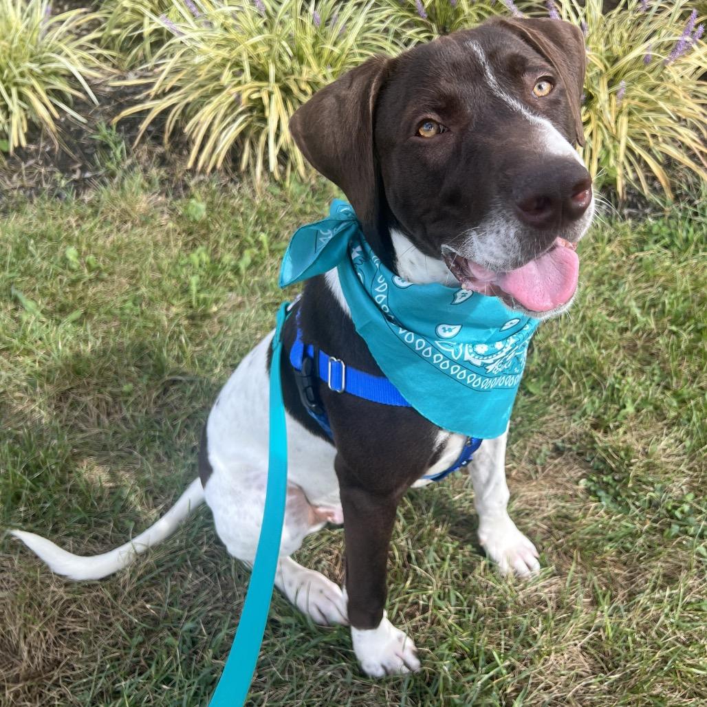 Enlarge Taz, a Adoptable Mixed Breed in Canal Winchester, OH image 5/5