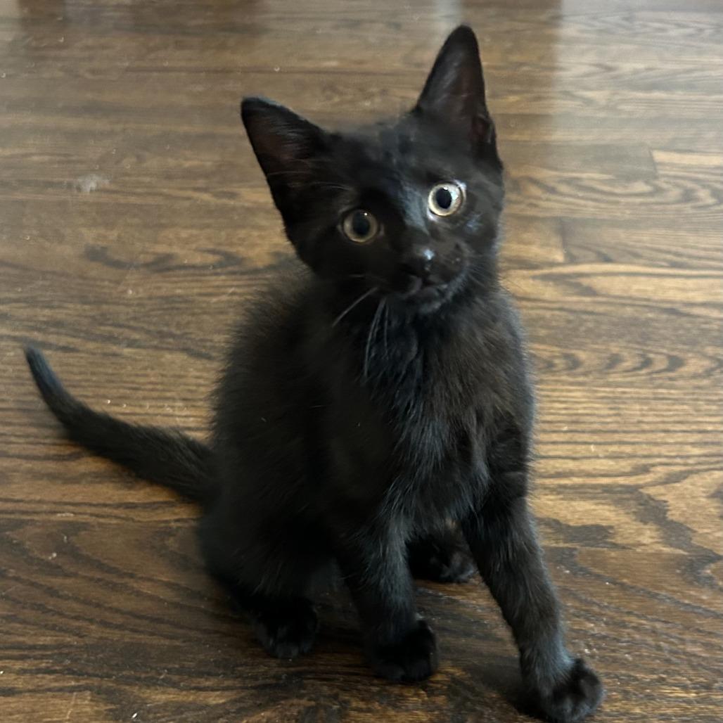 Megaphone, Adoptable, Kitten Male Domestic Short Hair.