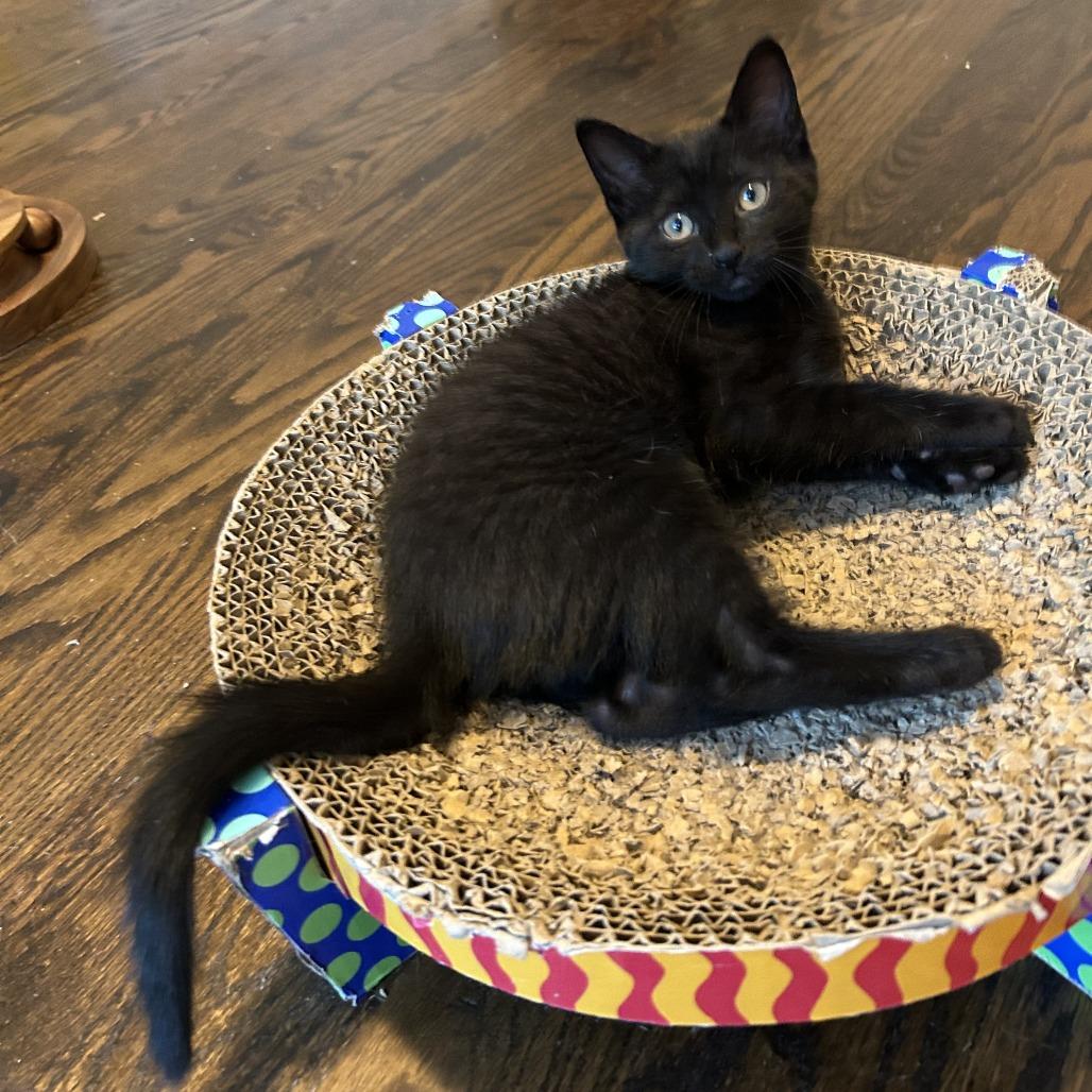 Enlarge Megaphone, a Adoptable Domestic Short Hair in Richmond, VA image 2/5