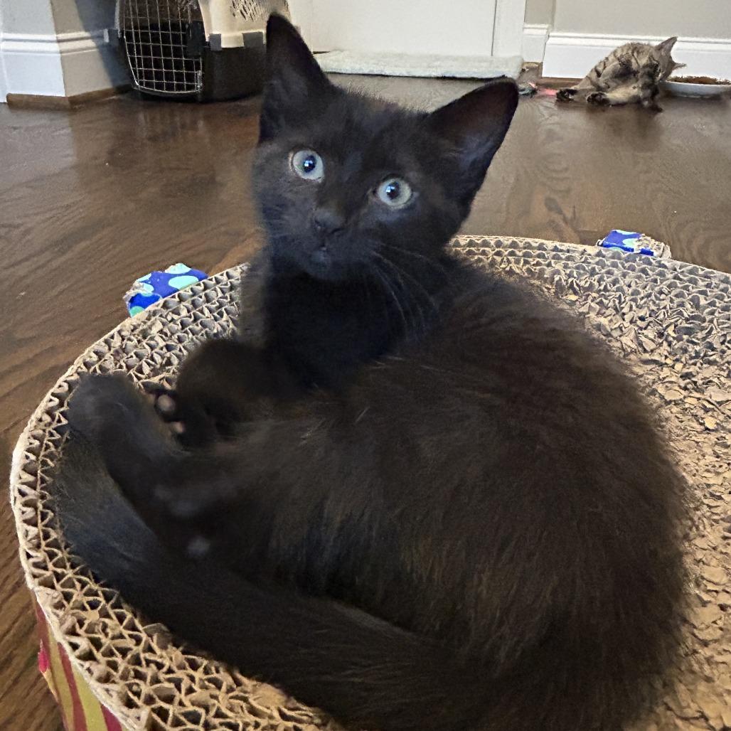 Enlarge Megaphone, a Adoptable Domestic Short Hair in Richmond, VA image 3/5