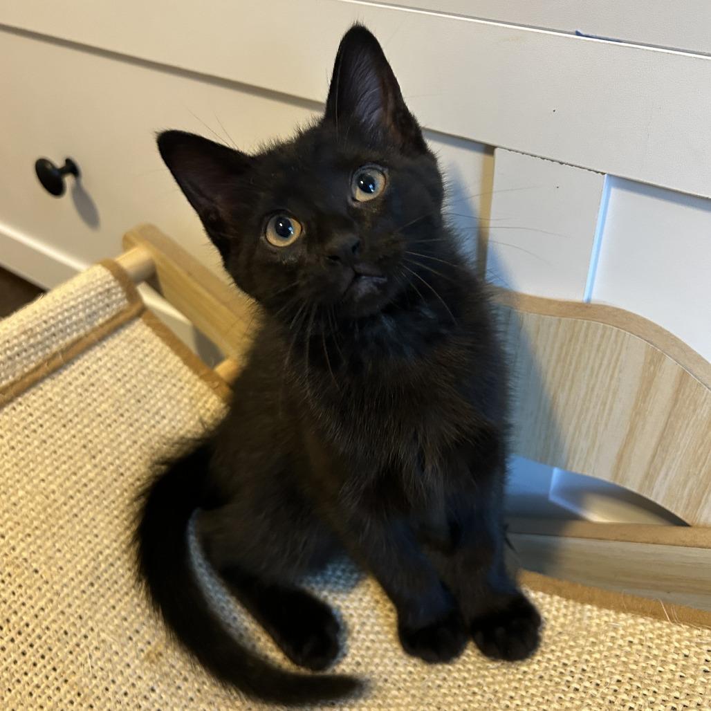 Enlarge Megaphone, a Adoptable Domestic Short Hair in Richmond, VA image 5/5