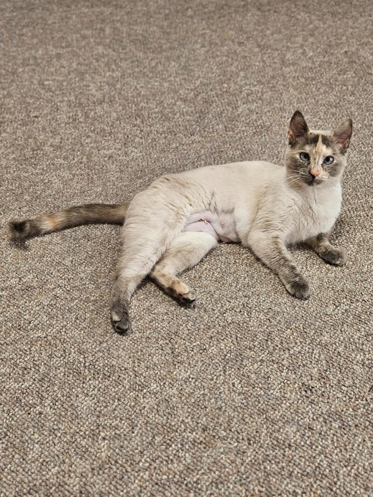 Marcy, Adoptable, Kitten Female Domestic Short Hair.