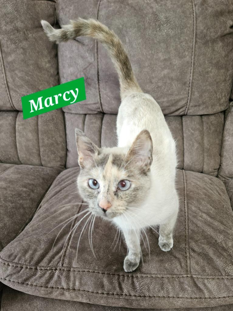 Enlarge Marcy, a Adoptable mixed breed in Manchester, TN image 2/2