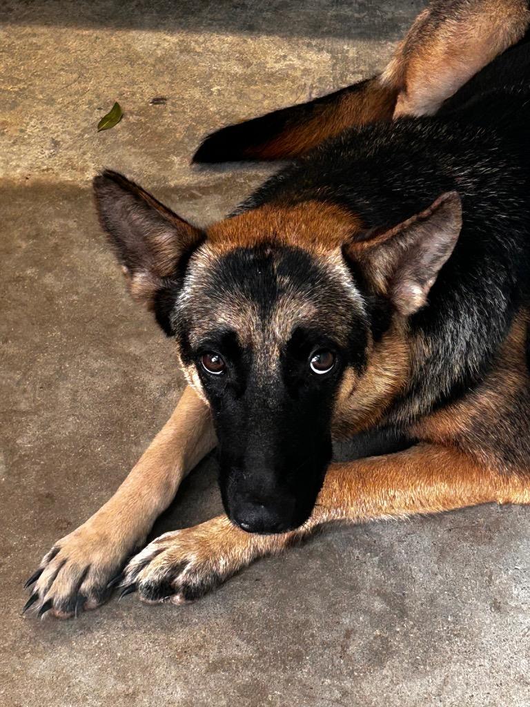 Lacy, Adoptable, Young Female Belgian Shepherd / Malinois & German Shepherd Dog.