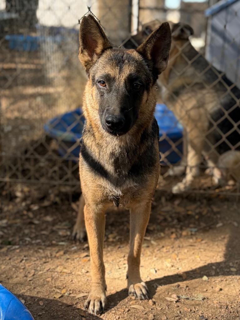 Enlarge Lacy, a Adoptable mixed breed in Lockhart, TX image 2/2