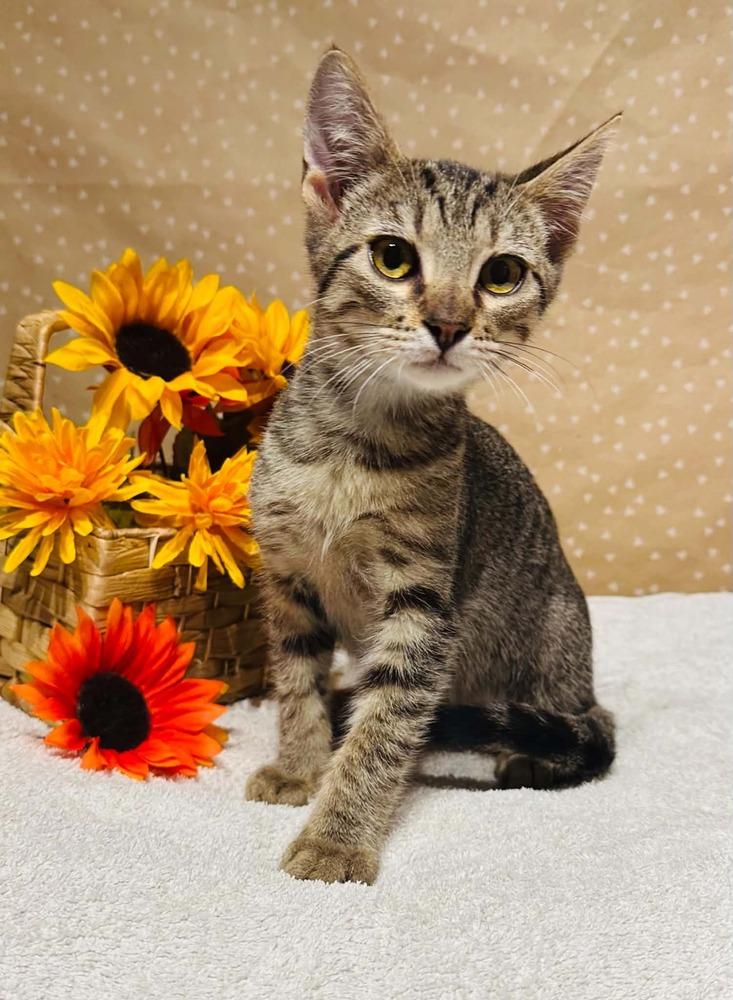 Rizz, Adoptable, Kitten Male Domestic Short Hair.