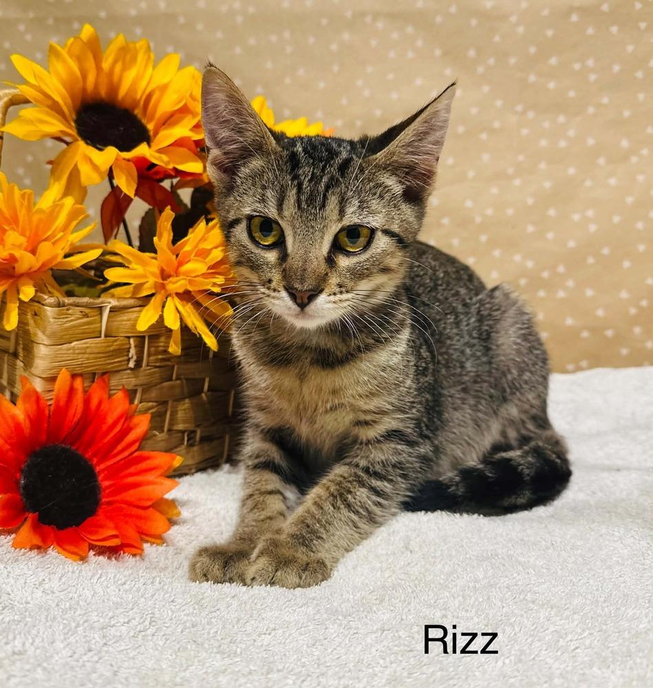 Enlarge Rizz, a Adoptable mixed breed in Groveland, MA image 2/5
