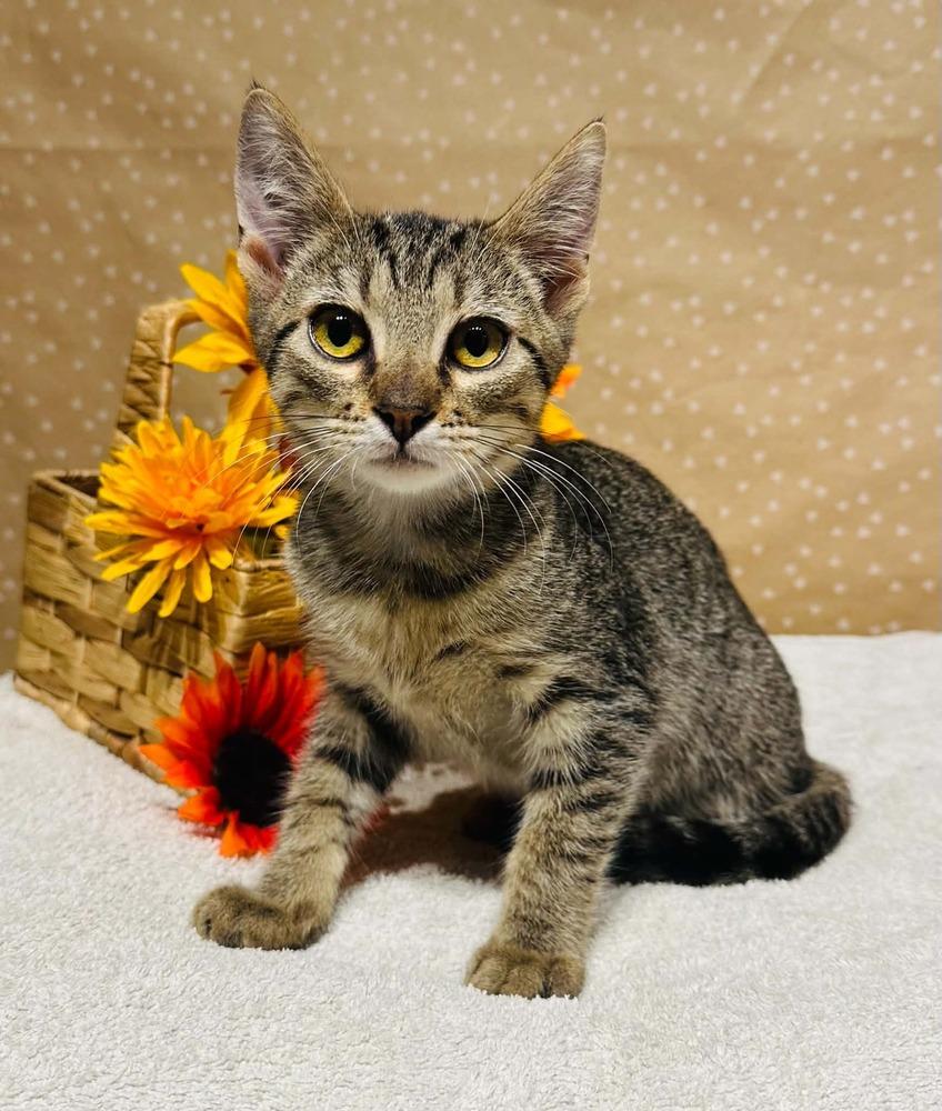 Enlarge Rizz, a Adoptable mixed breed in Groveland, MA image 3/5