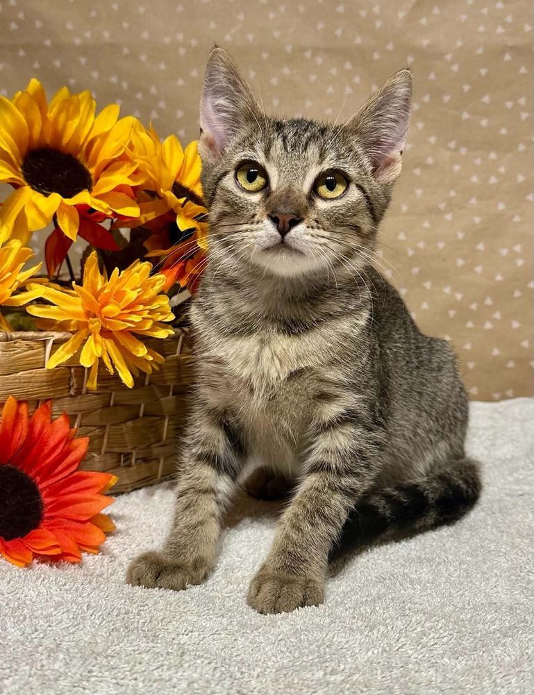 Enlarge Rizz, a Adoptable mixed breed in Groveland, MA image 4/5