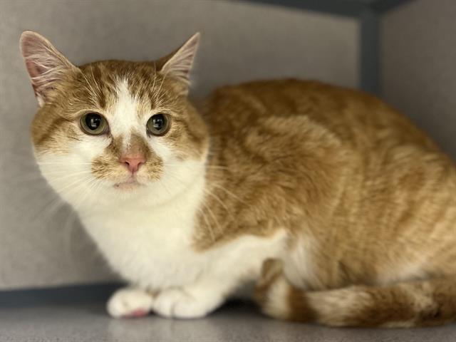 Enlarge HANK, a Adoptable Domestic Short Hair in Aliquippa, PA image 1/1