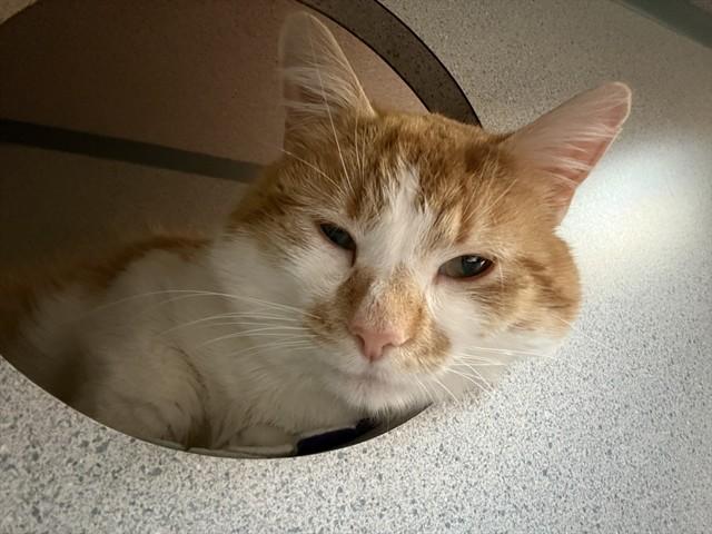 HANK, Adoptable, Young Male Domestic Short Hair.