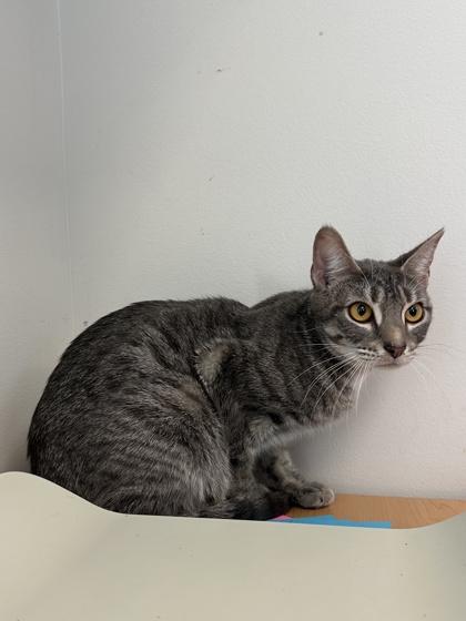 Miso, Adoptable, Adult Female Domestic Short Hair & Domestic Short Hair.