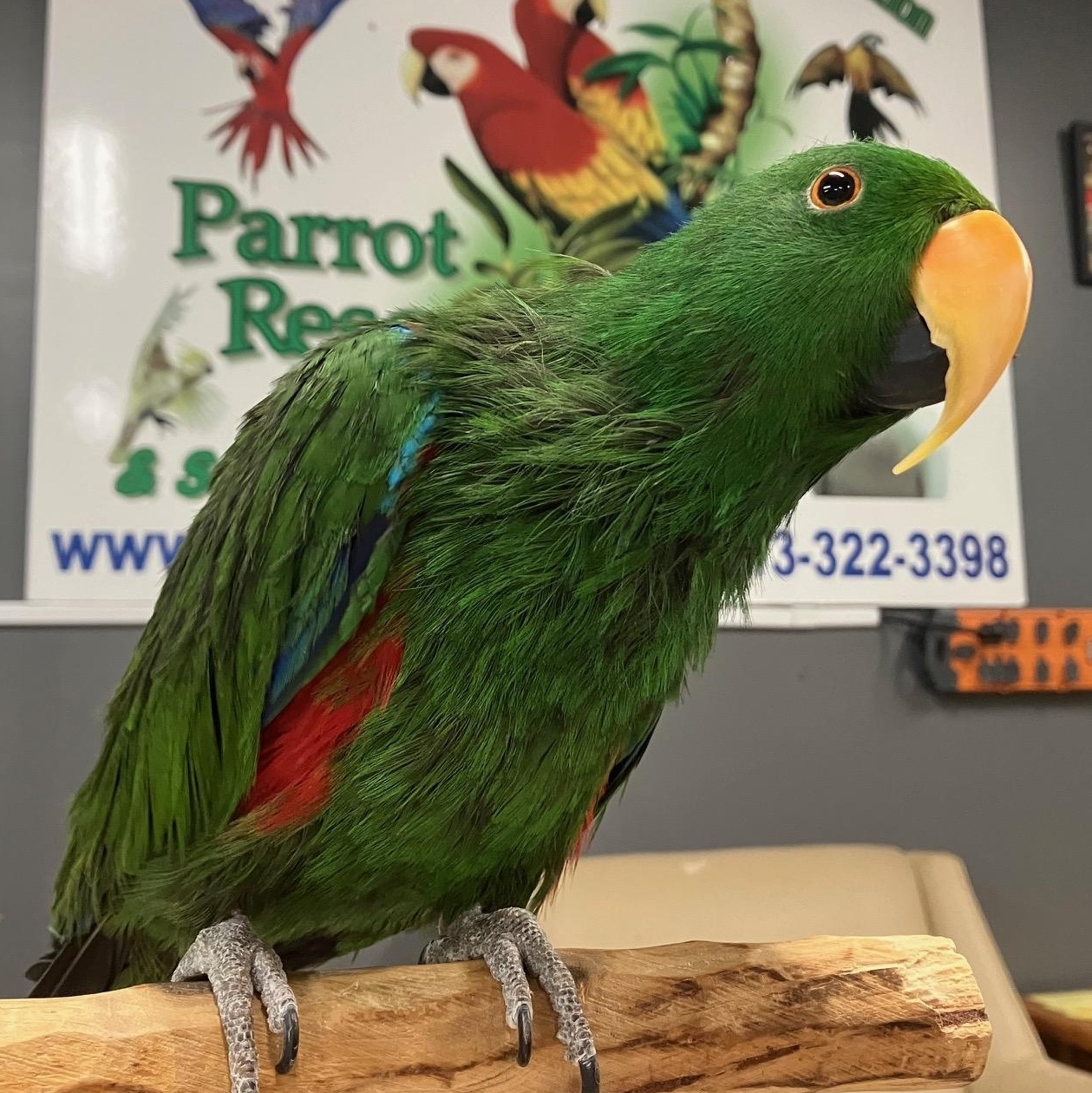 Guido, adopted, Adult Male Eclectus.