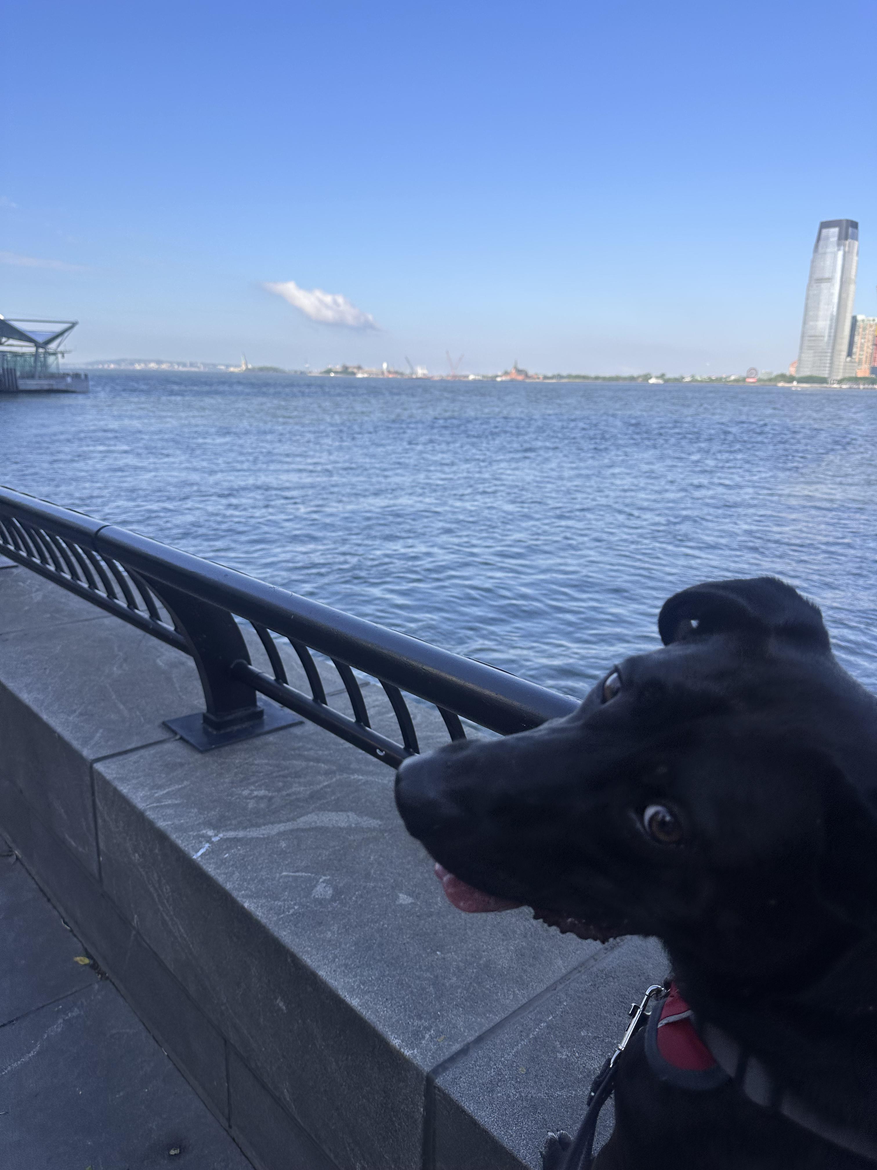 Enlarge Tommy, a Adoptable mixed breed in Jersey City, NJ image 2/6