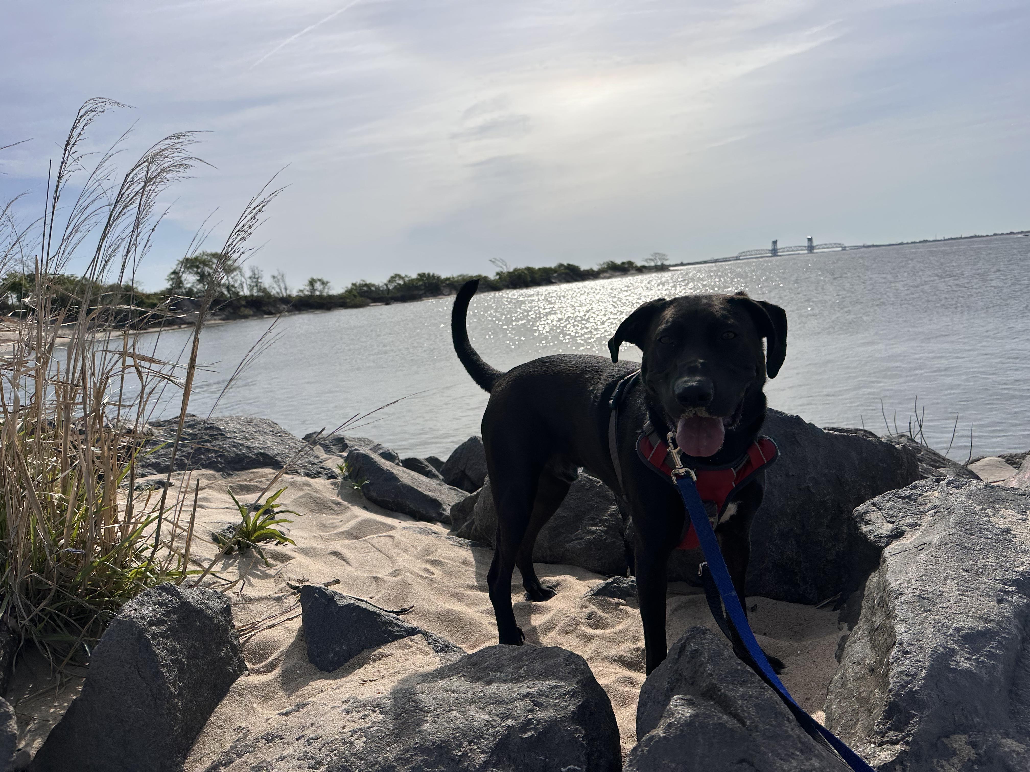 Enlarge Tommy, a Adoptable mixed breed in Jersey City, NJ image 3/6