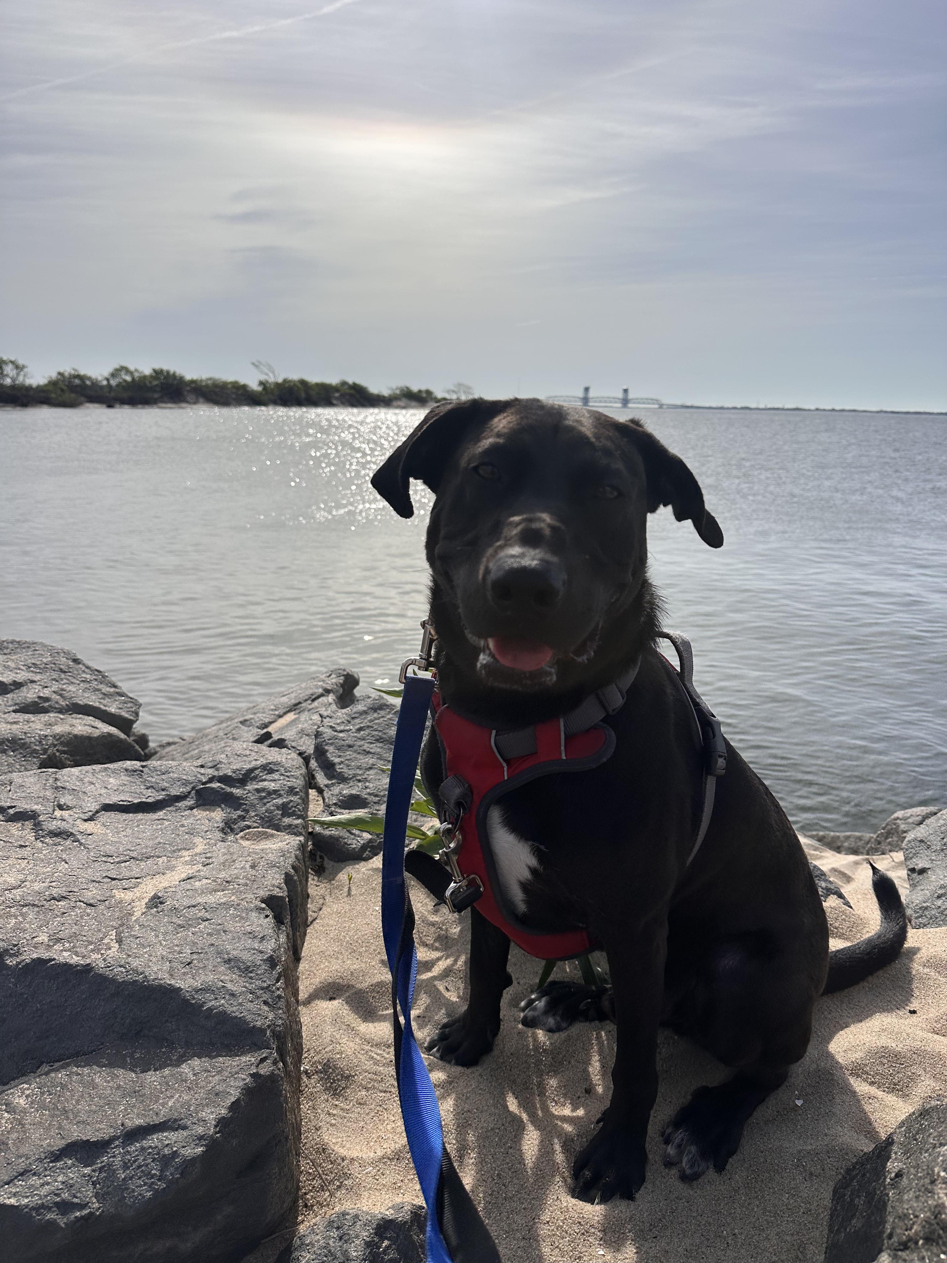 Enlarge Tommy, a Adoptable mixed breed in Jersey City, NJ image 6/6