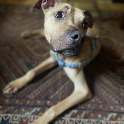 Shaggy the wonder pup 2