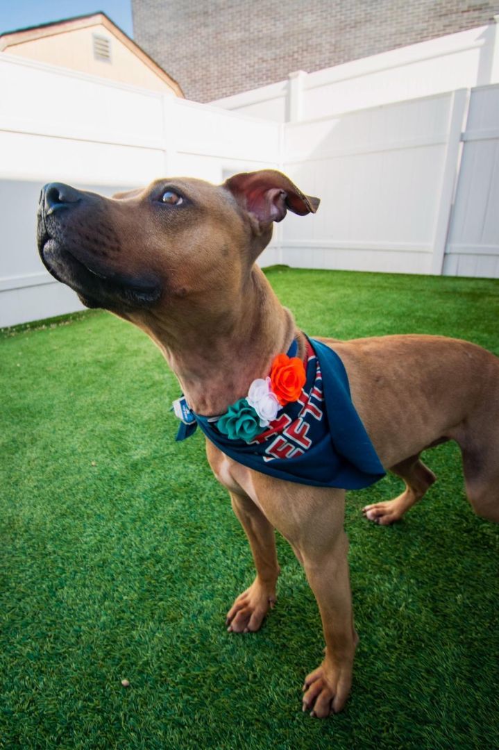 Shaggy the wonder pup 5