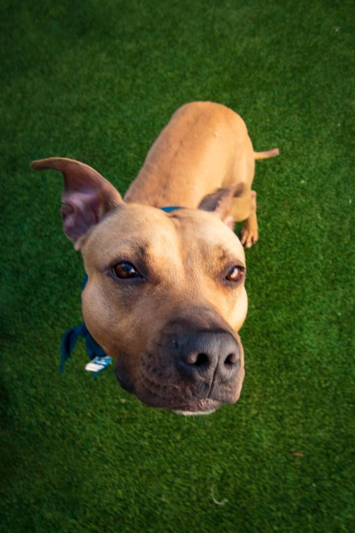 Shaggy the wonder pup 4