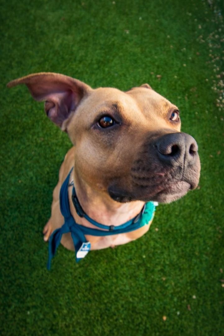 Shaggy the wonder pup 1