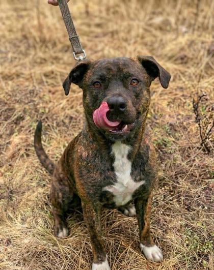 Enlarge Fynn, a ADOPTABLE mixed breed in Cranbrook, BC image 1/1