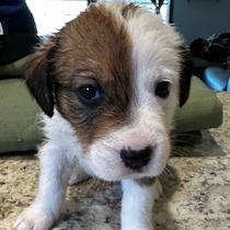 Charolais, Adoptable, Puppy Female Mixed Breed.