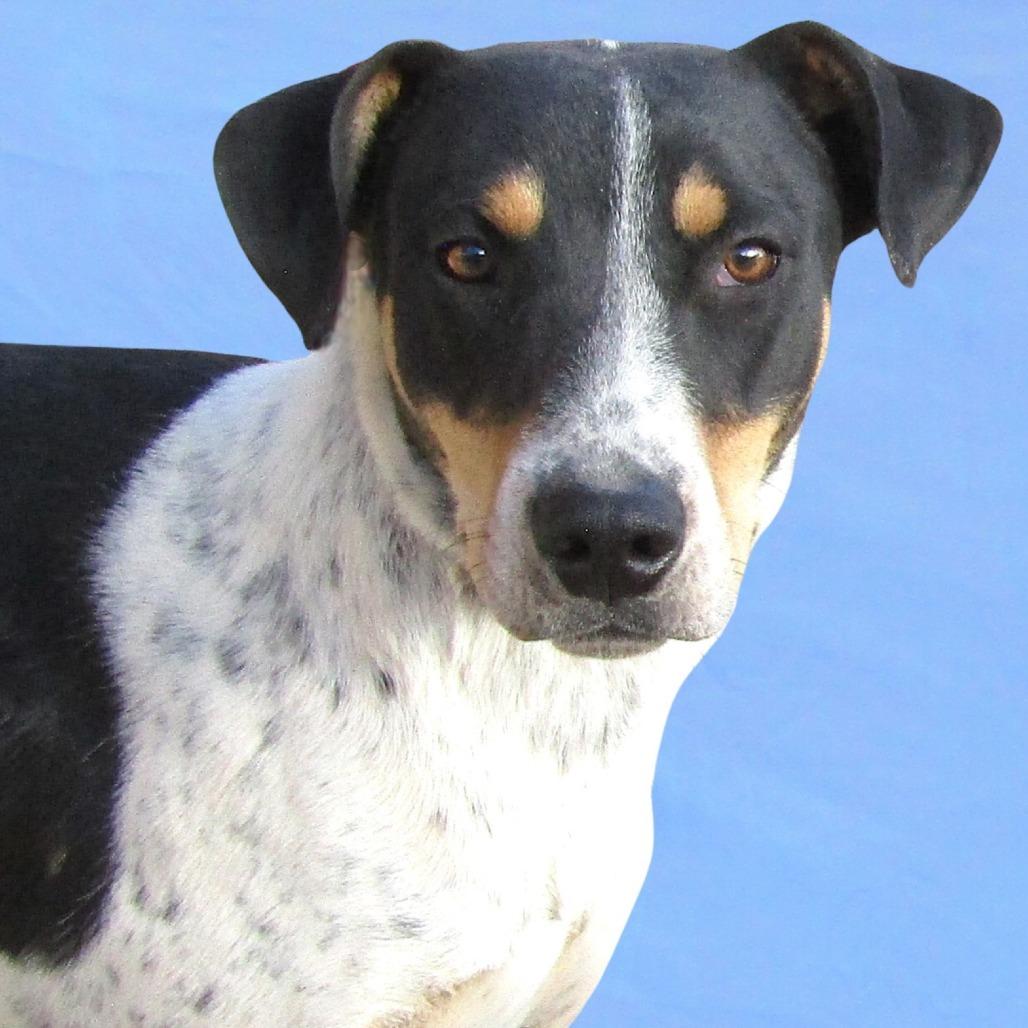 Hunter - PAWS, a Adoptable Mixed Breed in Las Cruces, NM image 1/6