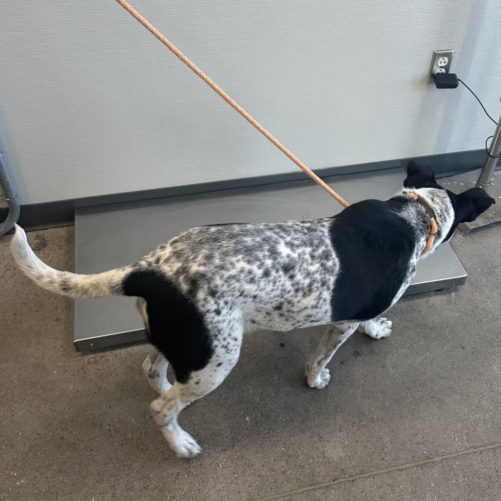 Hunter, Adoptable, Adult Male Mixed Breed.