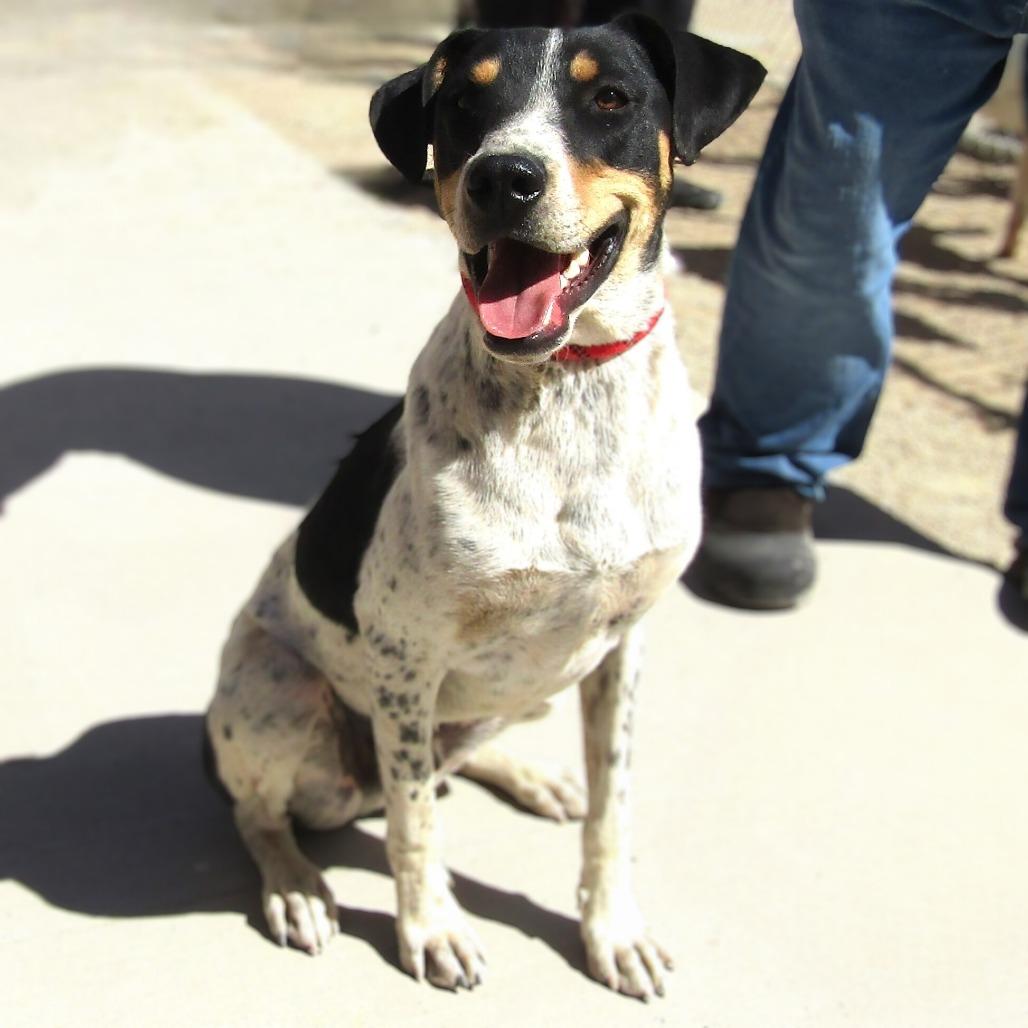 Hunter - PAWS, a Adoptable Mixed Breed in Las Cruces, NM image 3/6