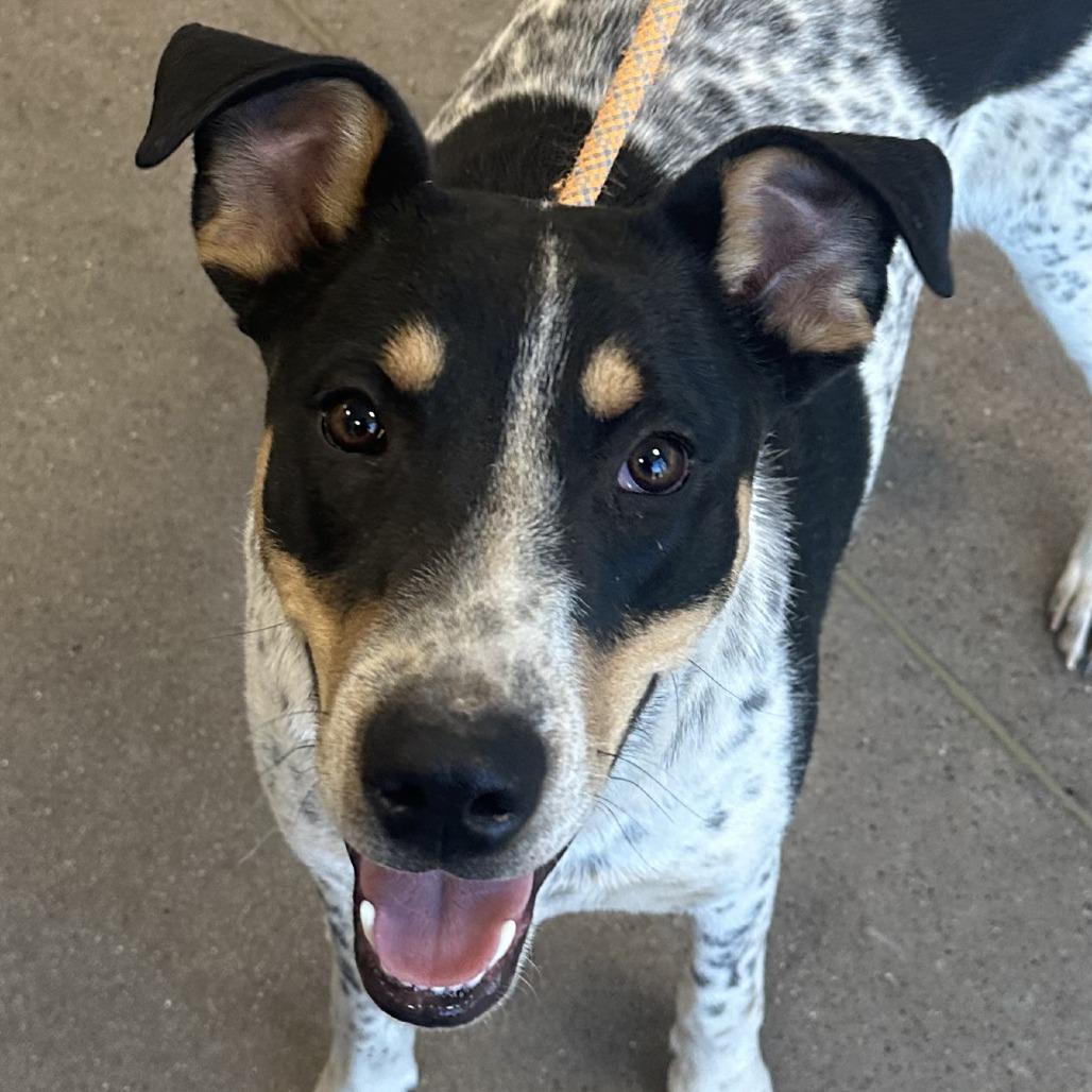 Enlarge Hunter, a Adoptable Mixed Breed in Las Cruces, NM image 3/6
