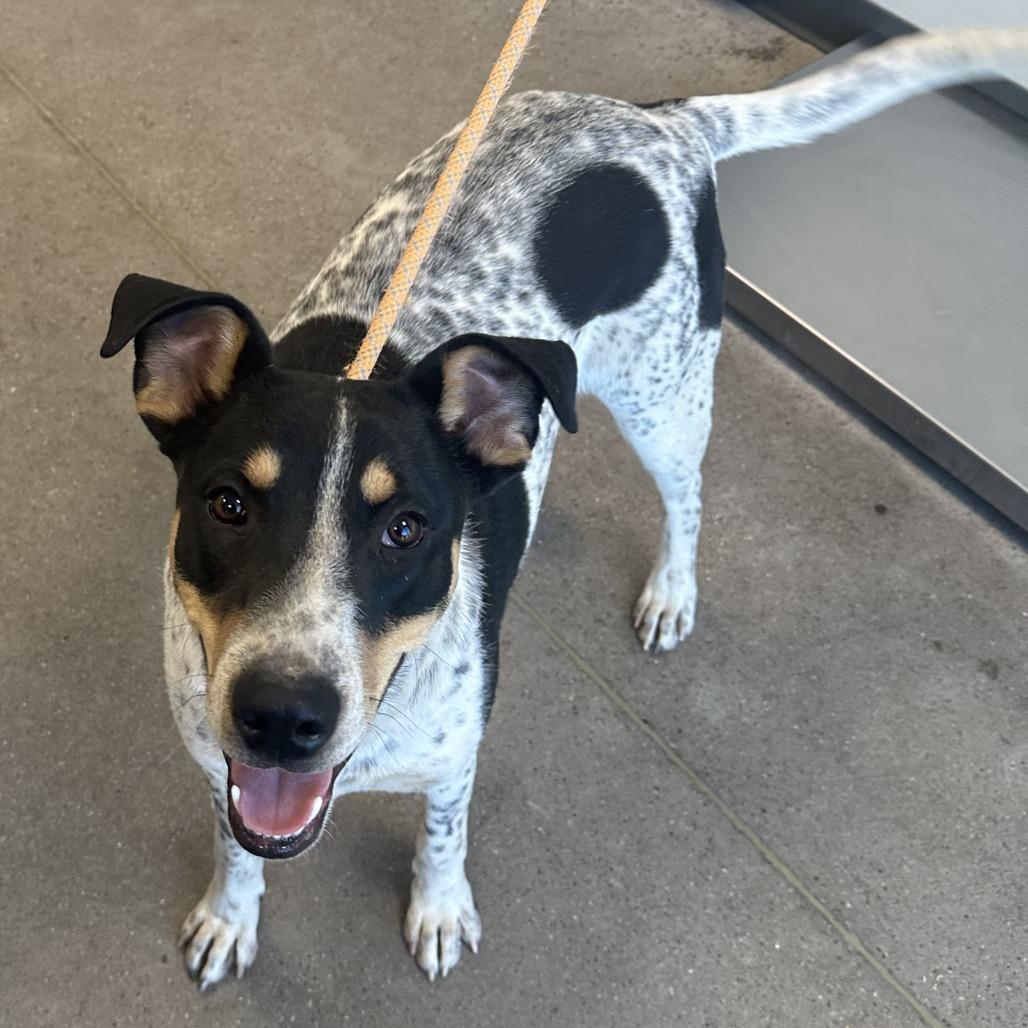 Enlarge Hunter, a Adoptable Mixed Breed in Las Cruces, NM image 4/6