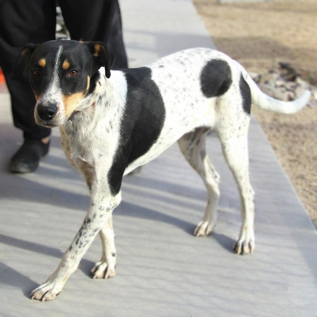 Hunter - PAWS, a Adoptable Mixed Breed in Las Cruces, NM image 4/6