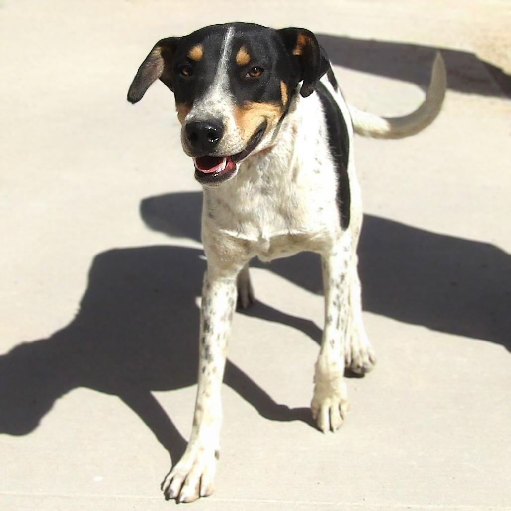 Hunter - PAWS, a Adoptable Mixed Breed in Las Cruces, NM image 5/6