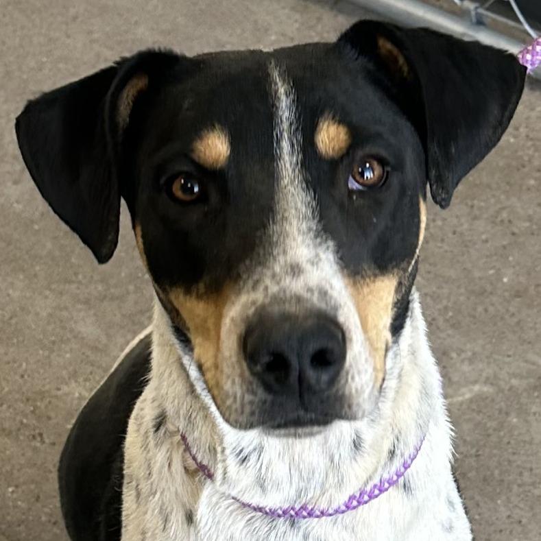 Enlarge Hunter, a Adoptable Mixed Breed in Las Cruces, NM image 6/6