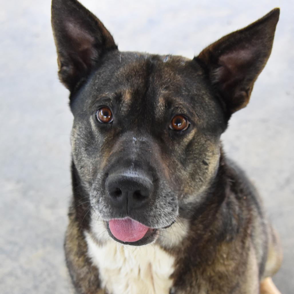 Zeus, Adoptable, Adult Male German Shepherd Dog & Husky.