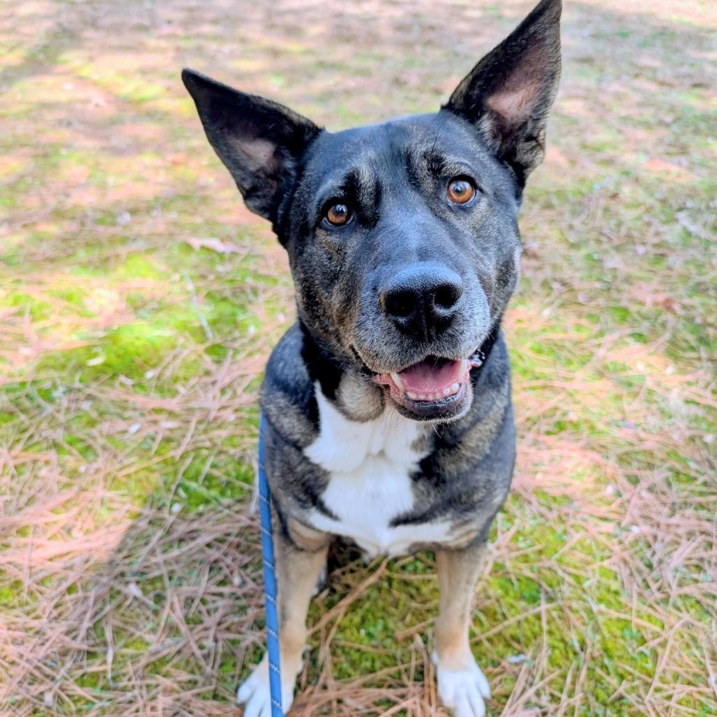 Enlarge Zeus, a Adoptable mixed breed in Columbus, NC image 2/6