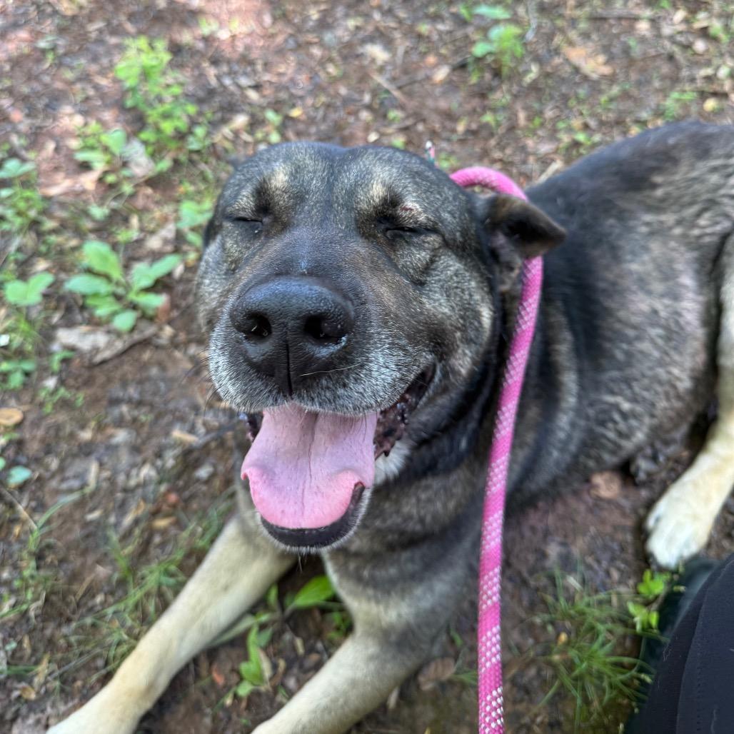 Enlarge Zeus, a Adoptable mixed breed in Columbus, NC image 4/6