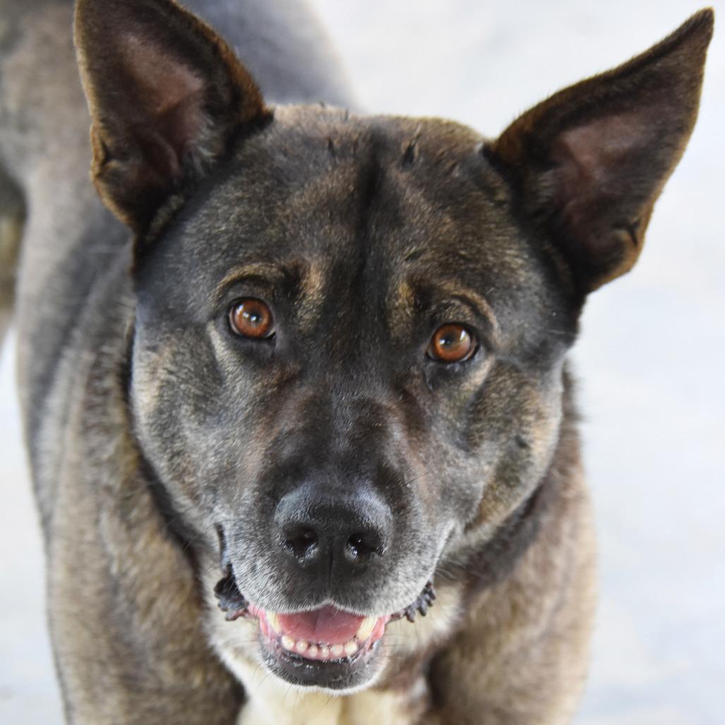 Enlarge Zeus, a Adoptable mixed breed in Columbus, NC image 5/6