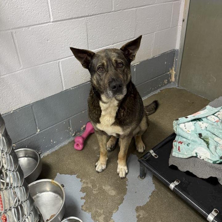 Enlarge Zeus, a Adoptable mixed breed in Columbus, NC image 6/6