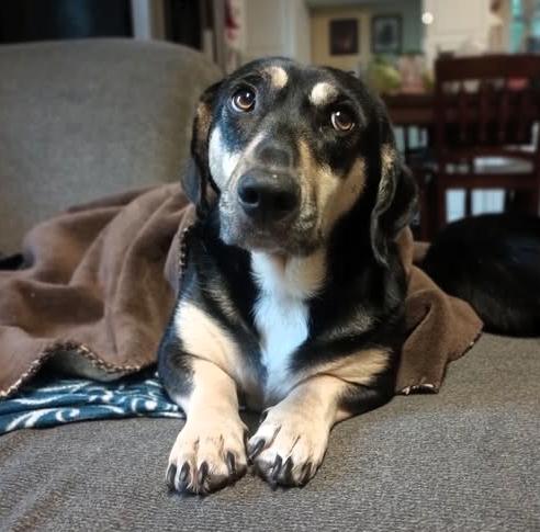 Enlarge Zena, an adopted mixed breed in Frederick, MD image 2/3
