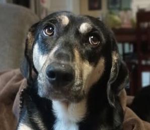 Zena, adopted, Young Female Basset Hound & Dachshund.