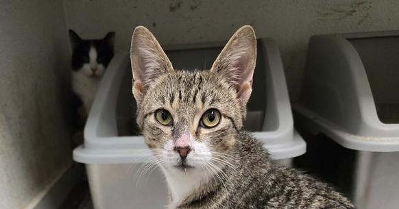 Max, a Adoptable Domestic Short Hair in Pittstown, NJ image 3/3