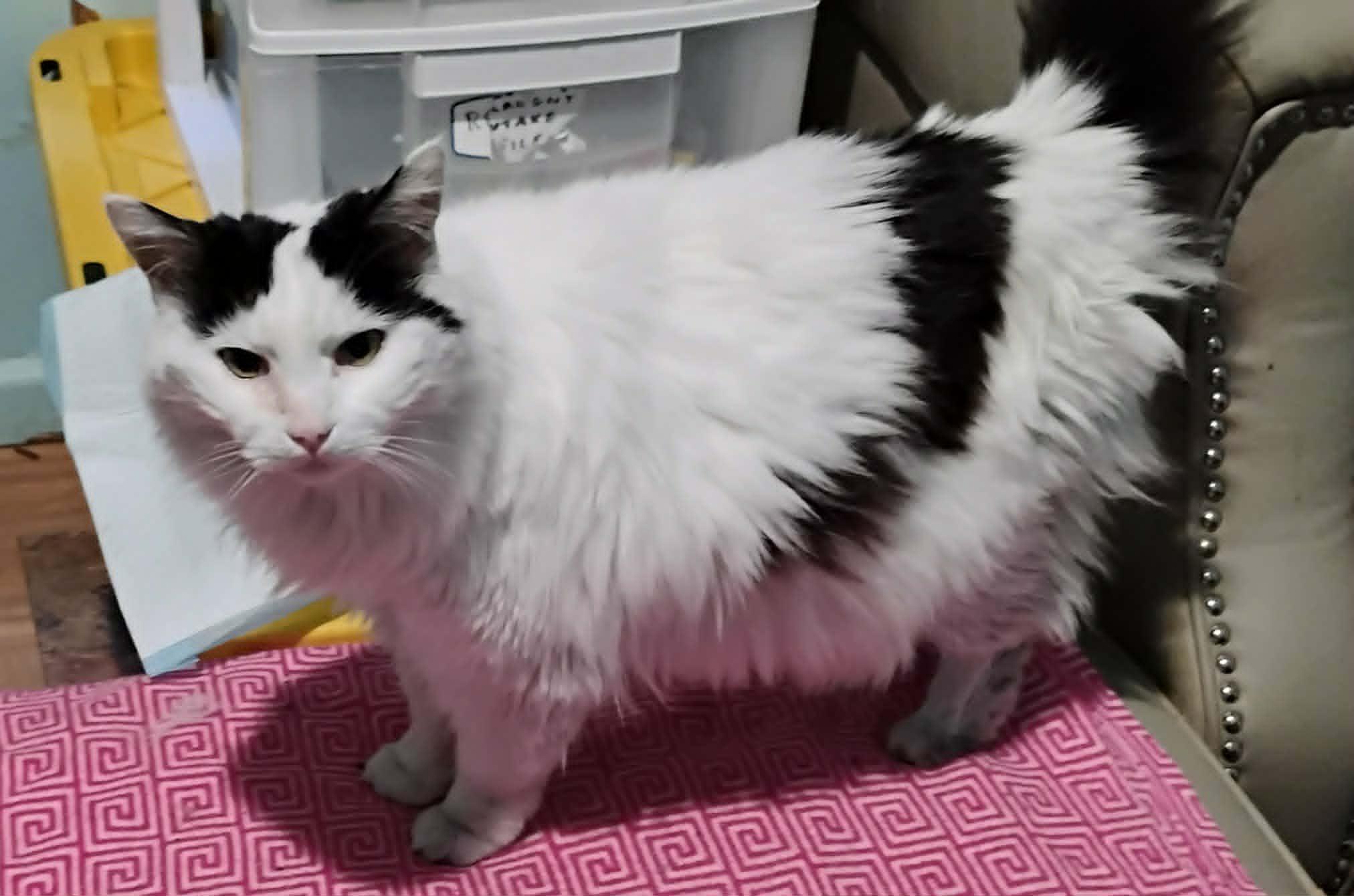 Siri, a ADOPTABLE Domestic Long Hair in Hammond, OR image 2/2