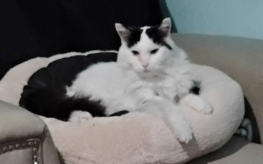 Siri, ADOPTABLE, Senior Female Domestic Long Hair.